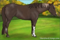 Horse Color:Liver Chestnut  and Liver Chestnut 