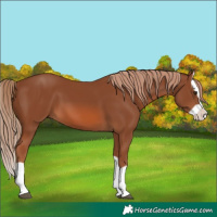 Horse Color:Chestnut Splash 