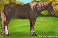 Horse Color:Liver Chestnut  and Liver Chestnut 