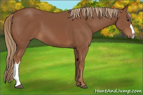 Horse Color:Chestnut 