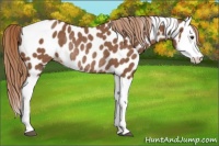Horse Color:Chestnut Splash Appaloosa Rabicano