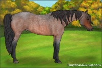 Horse Color:Bay Roan 