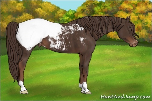 Horse Color:Liver Chestnut Appaloosa 