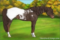 Horse Color:Liver Chestnut Appaloosa 