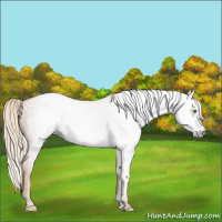Horse Color:Gray Gold Champagne 