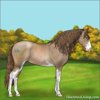 Horse Color:Liver Chestnut Pearl Sabino 