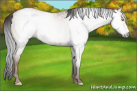 Horse Color:Gray Amber Champagne 
