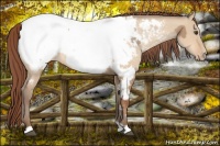 Horse Color:Red Dun Appaloosa  and Amber Champagne Dun Appaloosa 