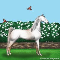 Horse Color:Gray Gold Champagne