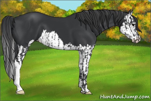 Horse Color:Black  and Black Splash 