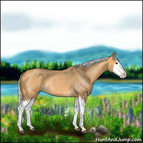 Horse Color:Silver Buckskin Roan Splash