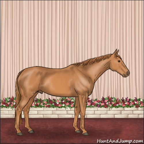 Horse Color:Chestnut 