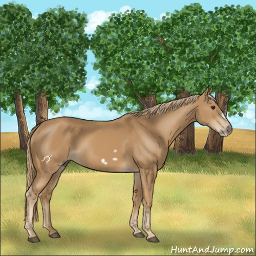 Horse Color:Chestnut Frame