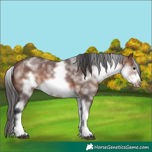 Horse Color:White Spotted Brown Roan Frame 