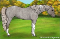 Horse Color:Silver Blue Roan Tobiano