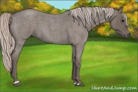 Horse Color:Silver Blue Roan Sabino 