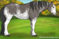 Horse Color:White Spotted Smoky Grullo