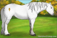 Horse Color:Gray Liver Chestnut 