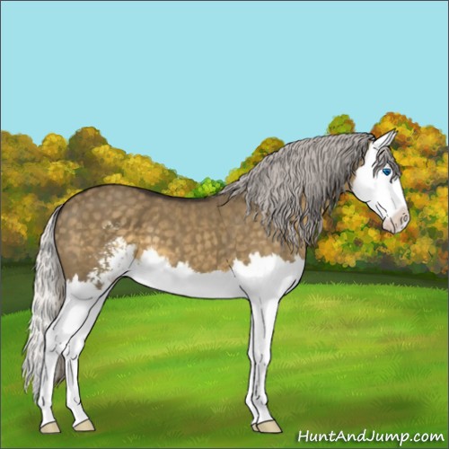 Horse Color:Silver Smoky Grullo Sabino Splash 