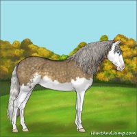 Horse Color:Silver Smoky Grullo Sabino Splash