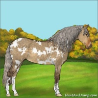Horse Color:White Spotted Silver Smoky Grullo 