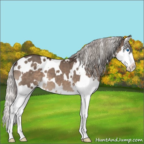 Horse Color:White Spotted Silver Brown Dun Splash 