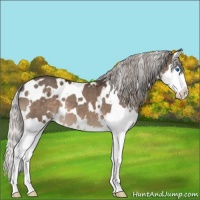 Horse Color:White Spotted Silver Brown Dun Splash 