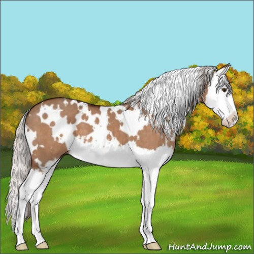 Horse Color:White Spotted Silver Brown Dun Sabino Splash 