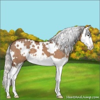 Horse Color:White Spotted Silver Brown Dun Sabino Splash 