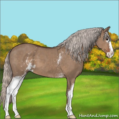 Horse Color:White Spotted Silver Grullo Sabino 