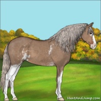 Horse Color:White Spotted Silver Grullo Sabino 