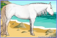Horse Color:Gray Gold Champagne Roan 