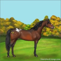 Horse Color:Bay Appaloosa 