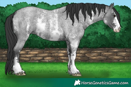 Horse Color:Blue Roan Sabino