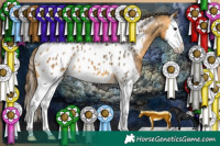 Horse Color:Buckskin Sabino Splash Appaloosa 
