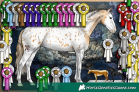 Horse Color:Buckskin Sabino Splash Appaloosa