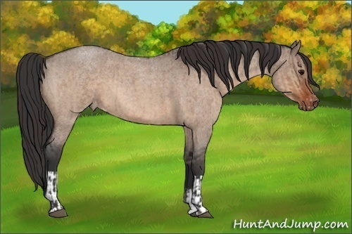 Horse Color:Bay Roan Dun  and Bay Roan Dun Appaloosa 