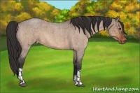 Horse Color:Bay Roan Dun and Bay Roan Dun Appaloosa