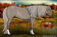 Horse Color:Silver Grullo Rabicano 