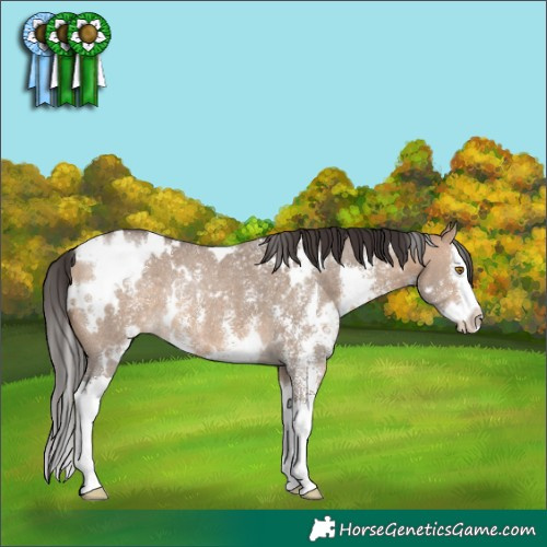 Horse Color:White Spotted Bay Dun Sabino Splash Rabicano 