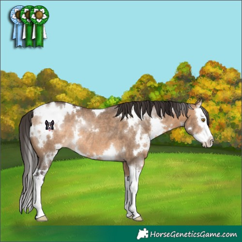 Horse Color:White Spotted Bay Dun Sabino Splash Rabicano 