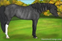 Horse Color:Black Rabicano