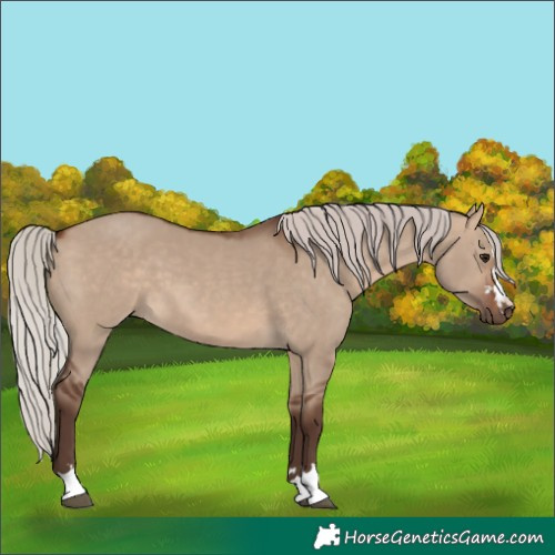 Horse Color:Silver Brown Dun