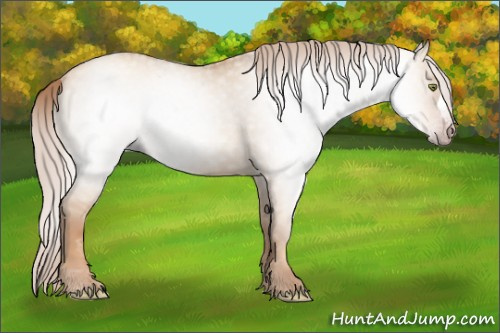 Horse Color:Gray Gold Champagne Dun