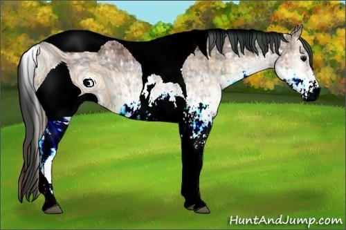 Horse Color:ERROR: UNKNOWN ANOMALY