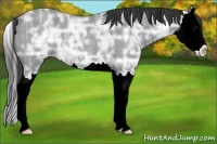 Horse Color:Blue Ice Roan Splash Rabicano