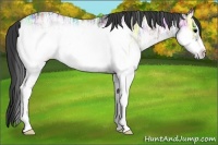 Horse Color:White Spotted Blue Onyx Ice Frame Rabicano 