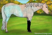 Horse Color:Silver Bay Ice Rabicano 
