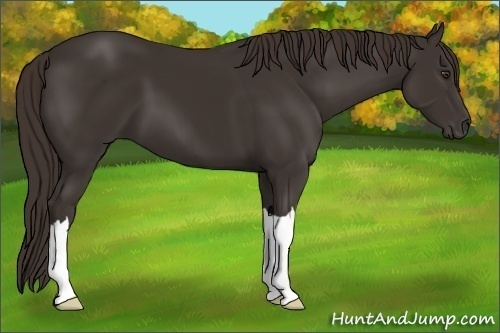 Horse Color:Liver Chestnut 