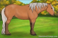 Horse Color:Silver Bay